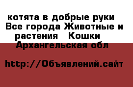 котята в добрые руки - Все города Животные и растения » Кошки   . Архангельская обл.